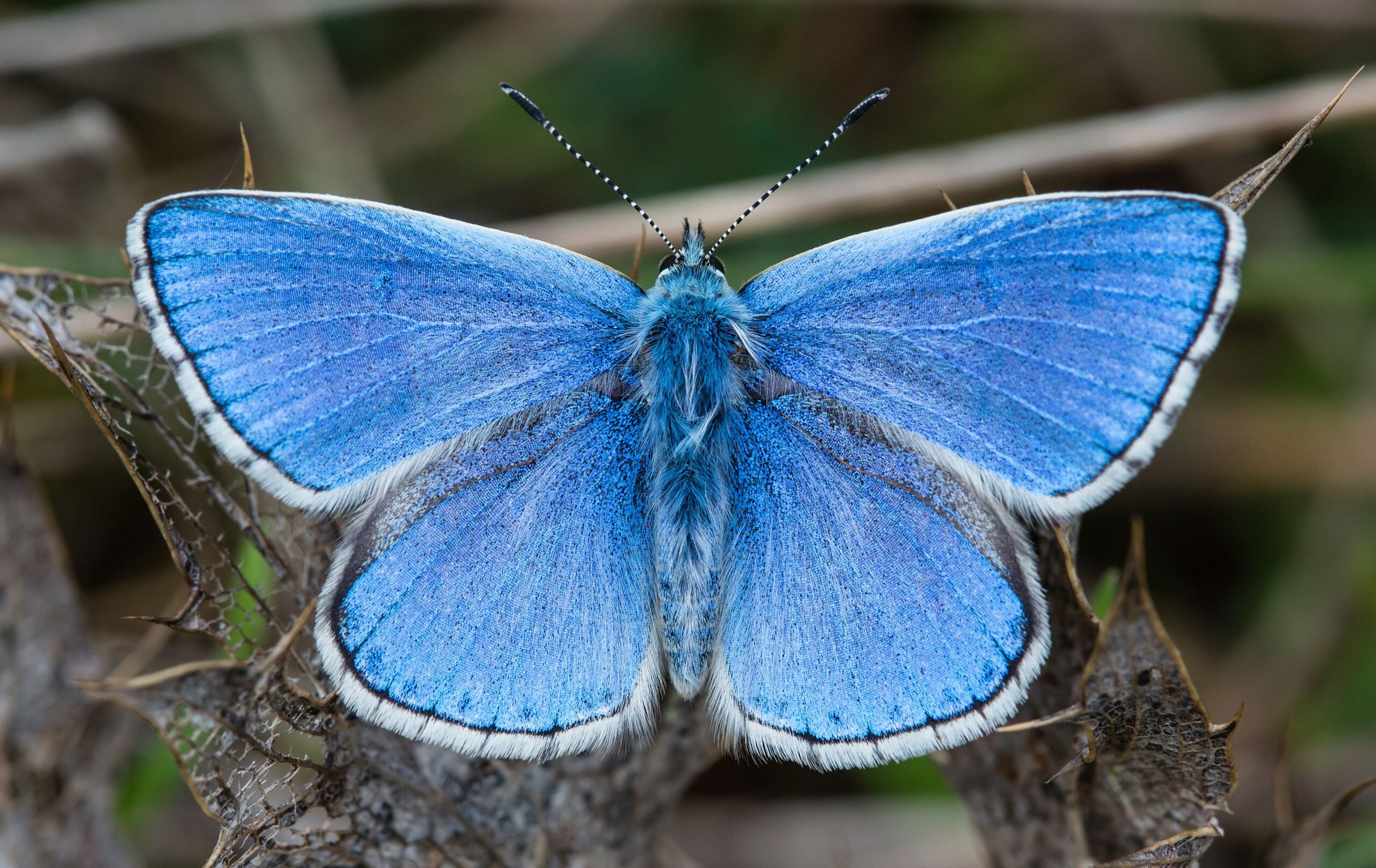 adonis blue (2023)