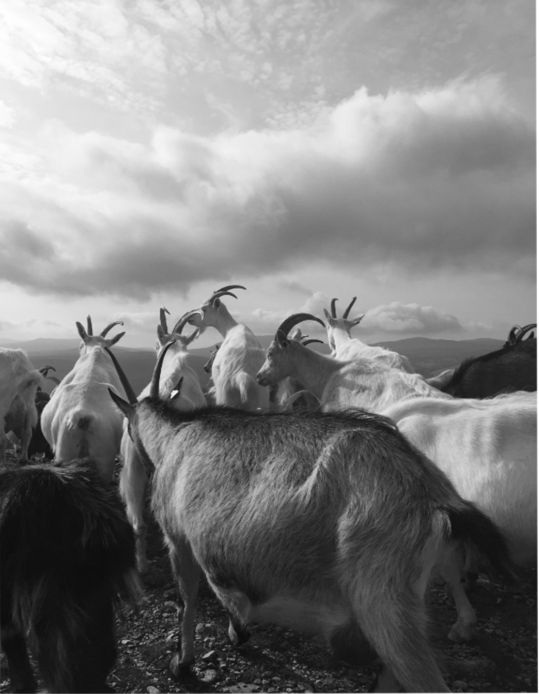 sonic cheese – exhibition, watou, belgium